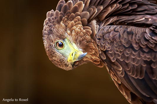 Tierbilder kaufen: Gaukler (Terathopius ecaudatus), Greifvogel, Jungvogel neigt den Kopf, Blick in die Kamera, braunes Federkleid |  Angela to Roxel