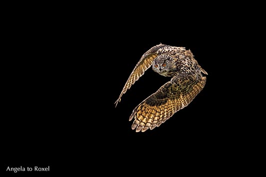 Uhu (Bubo bubo) im Flug, Freisteller, schwarzer Hintergrund, Falknerei im Wildpark Neuhaus, Holzminden, Naturpark Solling-Vogler, Niedersachsen 2013 2013