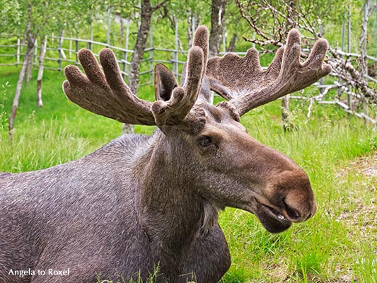 Elch mit Geweih, Elchbulle (Alces alces) in einem Gehege, Troms, Norwegen 2014