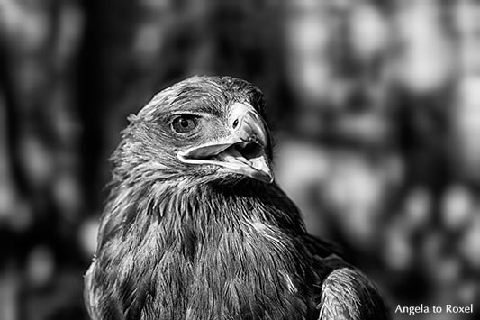 Steppenadler (Aquila nipalensis) der Horus-Falknerei auf der Mystica Hamelon, Schwarzweiß-Porträt, rufend - Hameln, Niedersachsen 2013