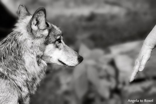 Mensch und Wolf, Annäherung im Gehege, Wölfin beobachtet die Hand einer Frau, Shooting im Gehege - Wisentgehege Springe