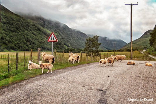 Schafe liegen und laufen auf einer kleinen Straße im schottischen Hochland in der Nähe von Inverness, Highland