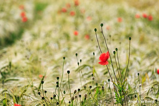 Gerstenfeld mit einzelner Blüte vom Klatschmohn (Papaver rhoeas) im Vordergrund, Mohnkapseln, ökologischer Landbau, Wilmeröderberg, Polle - Juni 2016