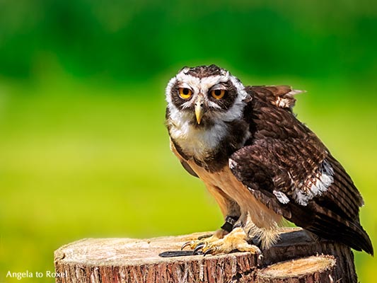 Portrait of a spectacled owl (Pulsatrix perspicillata) - Vogelpark Walsrode