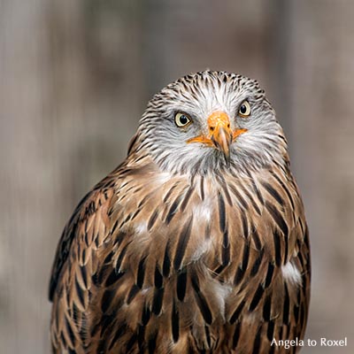 Fotografie: Rotmilan (Milvus milvus), Roter Milan, Porträt mit Blickkontakt in der Adlerwarte Berlebeck, Detmold 2013 - Bildlizenz, Stockfoto