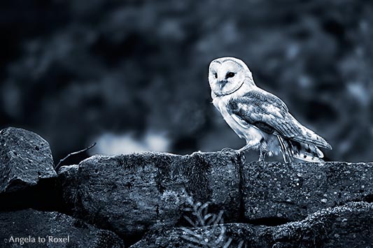 Lookout, Schleiereule (Tyto alba) sitzt auf einer Mauer, Eule auf Warte, monochrom, Wildpark Neuhaus | Ihr Kontakt: Angela to Roxel