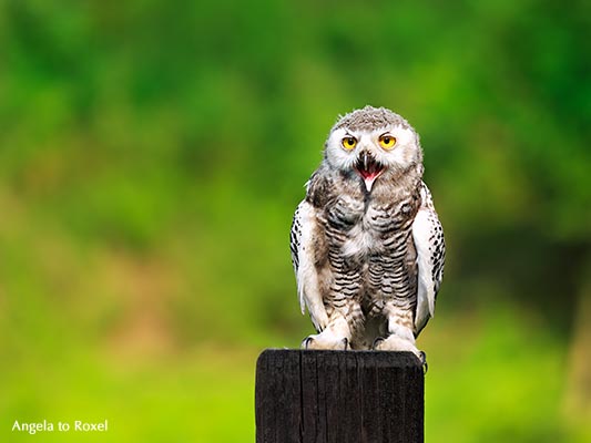 Rufende Schneeeule  (Bubo scandiacus, Bubo scandiaca, Nyctea scandiaca) auf Warte, Kasselburg - Vulkaneifel 2015