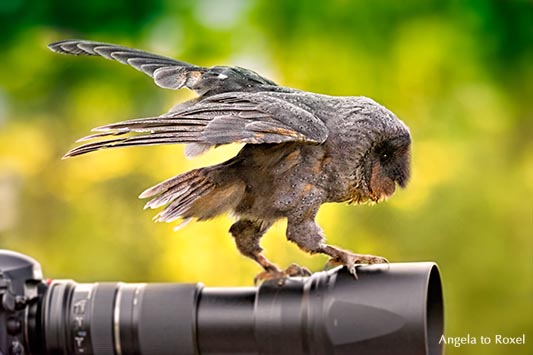 Schwarze Schleiereule (Tyto alba), landet auf einer DSLR-Kamera mit Telezoomobjektiv, Falnknerei auf der Kasselburg, Vulkaneifel 2015