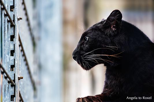 Schwarzer Panther (Panthera pardus), Leopard mit schwarzer Färbung, schaut durch das Gitter seines Geheges - Tierpark Pyrmont