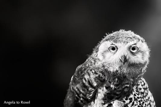 Schneeeule (Bubo scandiacus, Bubo scandiaca, Nyctea scandiaca), schwarzweiß, Kasselburg, Vulkaneifel 2015