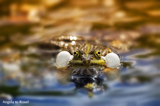 Teichfrosch mit Schallblasen im Naturschutzgebiet Meerbruchswiesen, auch Schwimmende Wiesen genannt - Winzlar