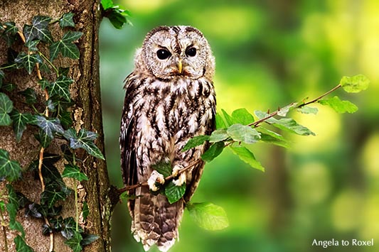 Tierbilder kaufen: Fragile, Waldkauz (Strix aluco) sitzt auf einem Zweig im Wald, Kasselburg, Vulkaneifel | Ihr Kontakt: Angela to Roxel