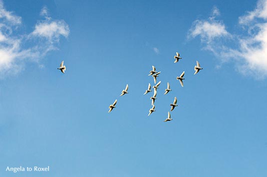 Fotografie: Eine weiße Taube (Columbidae) verlässt den Schwarm und fliegt davon, in die entgegengesetzte Richtung, leicht bewölkter Himmel