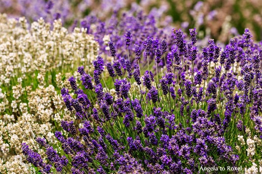 Landschaftsbilder kaufen: Cotswold lavender, blau und weiß, Lavendelfeld in den Cotswolds, blauer und weißer Lavendel, Broadway | Kontakt: A. to Roxel