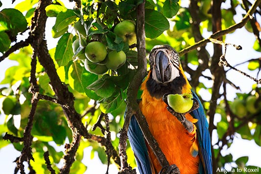 Gelbbrustara (Ara ararauna) sitzt in einem Apfelbaum und frisst einen Apfel - Heiligenkirchen