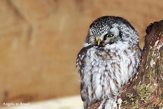 Raufußkauz (Aegolius funereus) hinter einem Baumstumpf im Winter - Wildpark Neuhaus