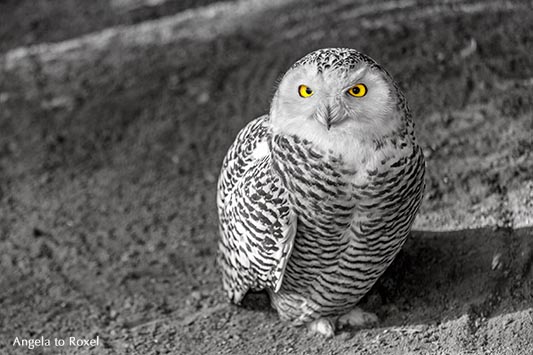 Schnee-Eule (Bubo scandiacus), Portrait mit leuchtenden Augen, Colorkey