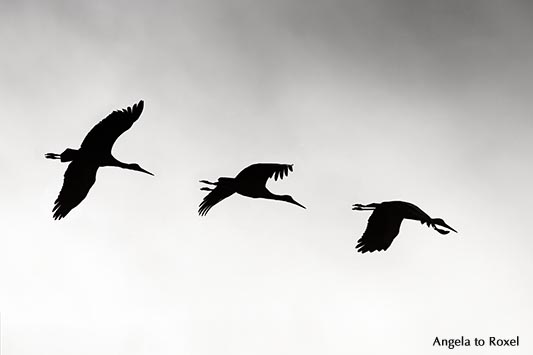 Weißstorch (Ciconia ciconia), Flugstudie im Gegenlicht, Composing, schwarzweiß - Naturpark Teutoburger Wald