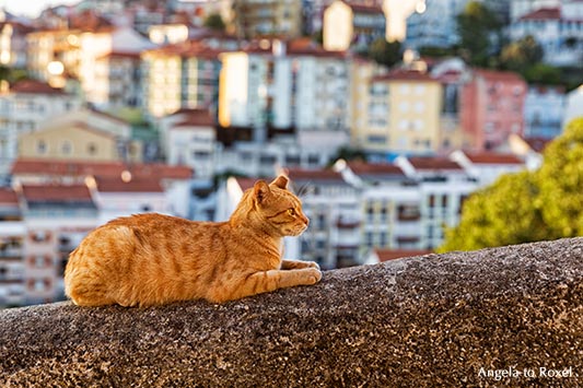 Katze in Coimbra, rote Katze auf der Altstadtmauer, Abendstimmung in Coimbra, Portugal | Ihr Kontakt: Angela to Roxel