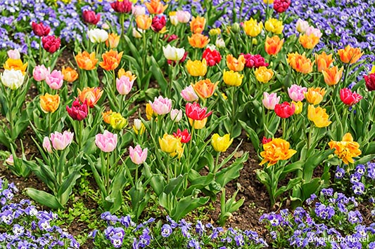 Verschiedenfarbige Tulpen in einem Beet, rosa, gelb, orange, Blumenbeet im Frühling, Bad Pyrmont, Nordrhein-Westfalen 2013