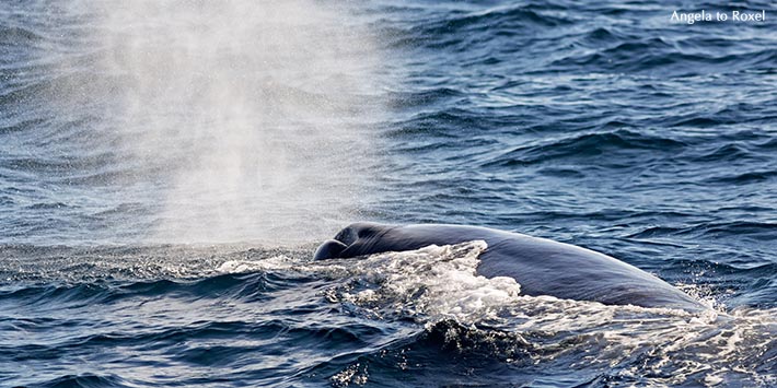 Pottwal, Pottwalbulle atmet an der Wasseroberfläche, Küste von Andenes, Andøy, Insel Andøya, Vesterålen, Norwegen | A. to Roxel 