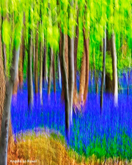 Landschaftsbild: Hasenglöckchen (Hyacinthoides non-scripta), blau blühendes Atlantisches Hasenglöckchen, Hallerbos, Buchenwald, Wischtechnik 