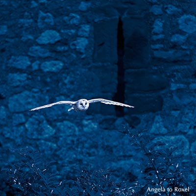 Schleiereule (Tyto alba) fliegt, Eule im Flug, im Hintergrund die Kasselburg, Dunkelheit, Vulkaneifel | Kontakt: Angela to Roxel