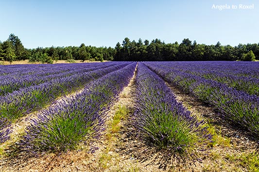 Lavendelfeld in Sault, Reihen von Lavendelpflanzen, Lavendelblüte in der Provence - Frankreich, Sommer 2016