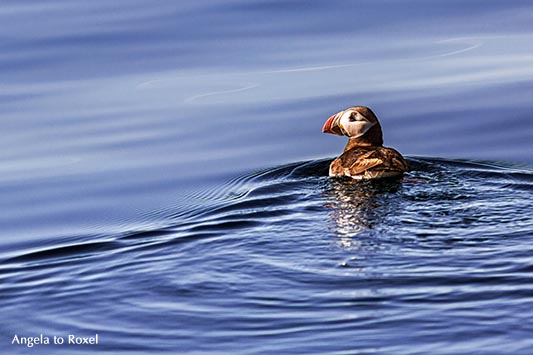 Papageitaucher (Fratercula arctica) oder Puffin schwimmt vor der Vogelinsel Bleik, Vesterålen, Norwegen, Skandinavien 2014