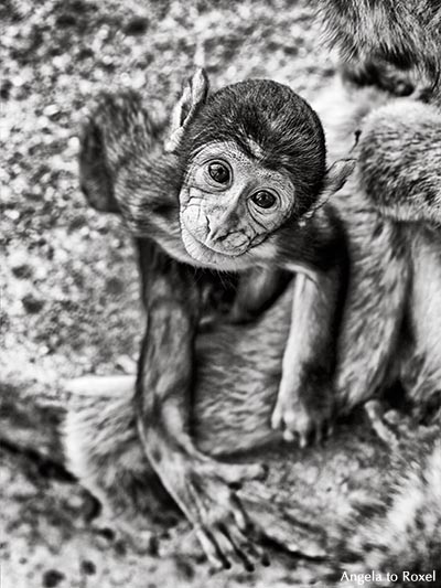 Berberaffe (Macaca sylvanus), auch Magot, Makake, Jungtier der in Europa einzigen freilebenden Affen auf dem Affenfelsen, schwarzweiß - Gibraltar 2016