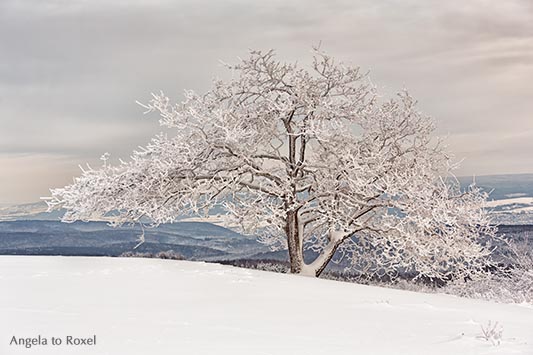 Landschaftsbild: Eiche (Quercus) im Schnee auf dem Köterberg, Winterlandschaft im Weserbergland, Lügde | Ihr Kontakt: Angela to Roxel