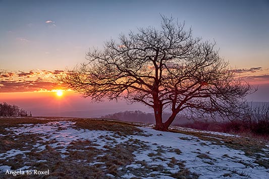 Kleine Eiche auf dem Köterberg bei Sonnenaufgang im Winter, Lügde, Weserbergland, Nordrhein-Westfalen