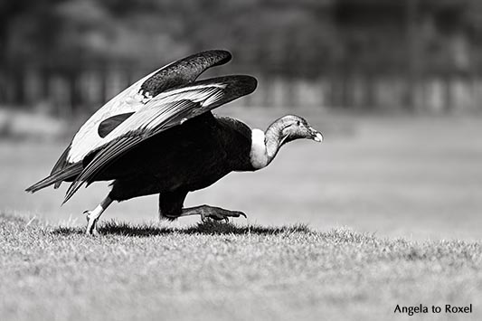 Fotografie: Weiblicher Andenkondor (Vultur gryphus) Luzie läuft, schwarzweiß, Weltvogelpark Walsrode 2014 | Tierbilder - Ihr Kontakt: Angela to Roxel