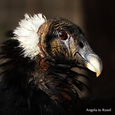 Andenkondor (Vultur gryphus), weiblich, Kopfporträt, Ursprung in Südamerika, Adlerwarte Berlebeck, Detmold,  Nordrhein-Westfalen, Deutschland