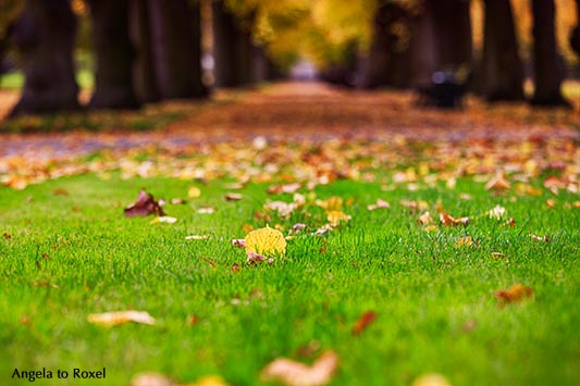 Blätter im Herbst vor einer Allee, geringe Schärfentiefe, Berggarten in den Herrenhäuser Gärten - Hannover 2013