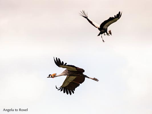 Fotografie: Tanz der Kraniche, zwei graue Kronenkraniche (Balearica regulorum) im Flug, Luftsprung, Weltvogelpark Walsrode, Niedersachsen, März 2014