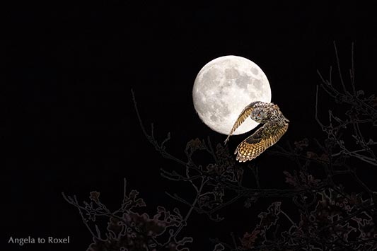 Eule, Uhu (Bubo bubo) fliegt vor einem großen Vollmond, Nachtaufnahme, Composing, November 2016