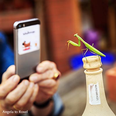 Gottesanbeterin (Mantis religiosa) posiert auf einer Flasche, wird dabei mit einem Smartphone fotografiert - Barcelona, Oktober 2016