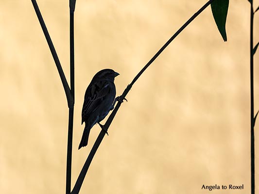 Tierbilder kaufen: Silhouette, Spatz auf einem Zweig, Haussperling (Passer domesticus) sitzt auf einem Zweig im Gebüsch | Ihr Kontakt: Angela to Roxel