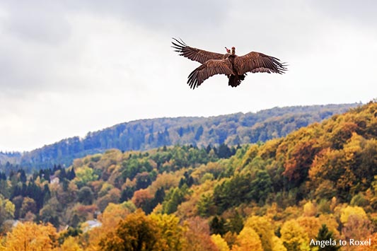 Zwei Kappengeier (Necrosyrtes monachus) im Flug über den Herbstwald, Teutoburger Wald, Adlerwarte Berlebeck - Detmold 2014