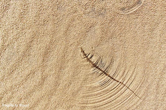 Wind formt Spuren im Sand, Viertelkreis in den Dünen am Roten Kliff, Strand bei Kampen, Sylt, Nordsee, Schleswig-Holstein, Nordfriesland, 2011