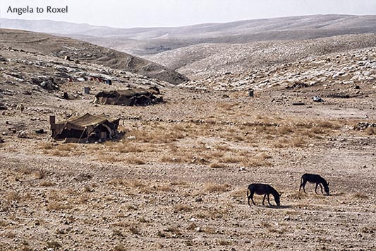 Beduinenzelte und zwei Esel in der West Bank - Palästina 1980