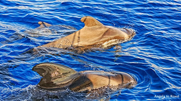 Tierbilder kaufen: Grindwale (Globicephala melas), Jungtier in einer Gruppe, im Schatten eines Segelbootes, Whale watching, Teneriffa | A. to Roxel