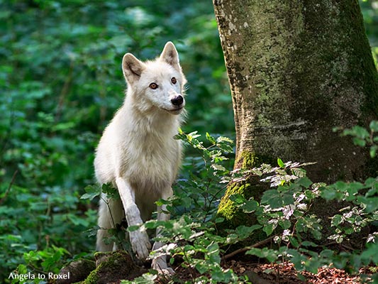 Fotografie: Polarwolf (Canis lupus arctos) im Wald-Gehege, aufmerksamer Blick, Adler-und Wolfspark Kasselburg, Vulkaneifel 2015 - Tierfotografie