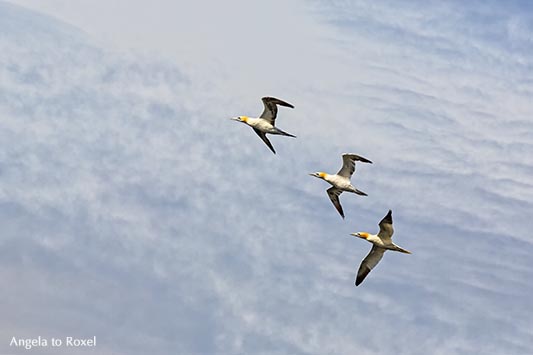 Fotografie: Drei Basstölpel (Morus bassanus) über Farne Islands, fliegen am Himmel, Farne Islands, Northumberland - Tierfotografie, Wildlife