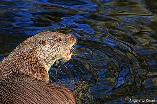 Fischotter (Lutra lutra) aus der Familie der Marder frisst einen Fisch, Otterzentrum Hankensbüttel - April 2015