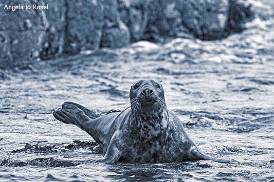 Fotografie: Kegelrobbe (Halichoerus grypus) robbt an Land, monochrome, cayn, Inner Farne, Farne Islands, Northumberland, England, Tierbild, Bildlizenz