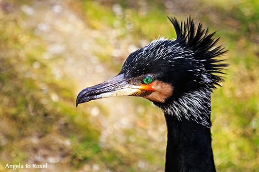 Fotografie: Kormoran (Phalacrocorax carbo) im Prachtkleid, mit aufgestelltem Federschopf, Porträt, Tierbild, Tierfotografie, Bildlizenz, Stockfoto