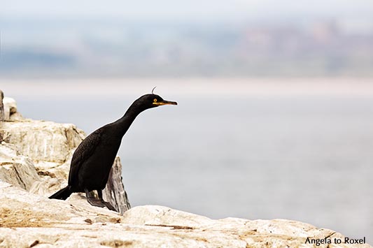 Federschopf einer Krähenscharbe (Phalacrocorax aristotelis) im Rückenwind, Vogel der Famile der Kormorane auf einem Felsen, Farne Islands - England