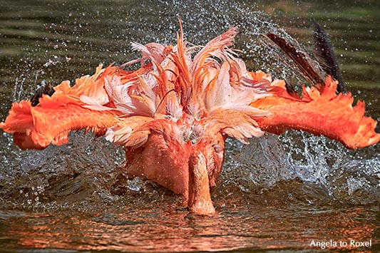 Roter Flamingo oder Kubaflamingo (Phoenicopterus ruber) badet, taucht Kopf ins Wasser und schlägt mit den Flügeln - Vogelpark Walsrode 2015